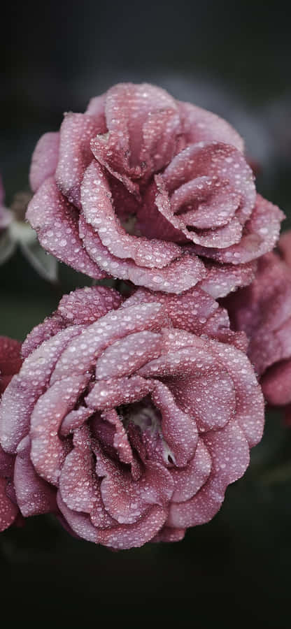 A Beautiful And Fragrant Cute Rose. Wallpaper