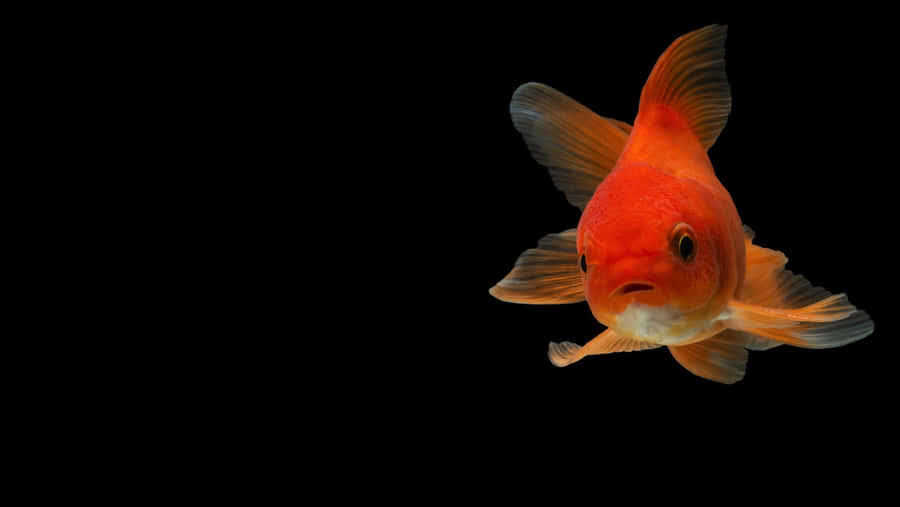 A Beautiful Aquarium Fish Tank Team Wallpaper