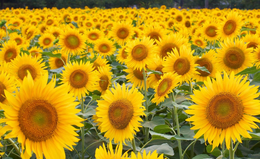 A Beautiful Field Of Stunning Vibrant Yellow Sunflowers. Wallpaper