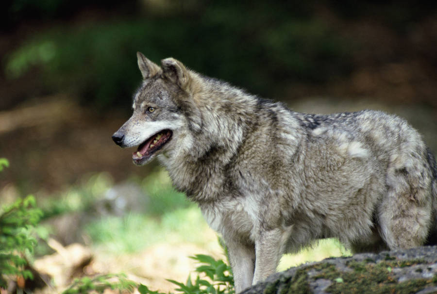A Beautiful Gray Wolf Stalking In The Forest Wallpaper