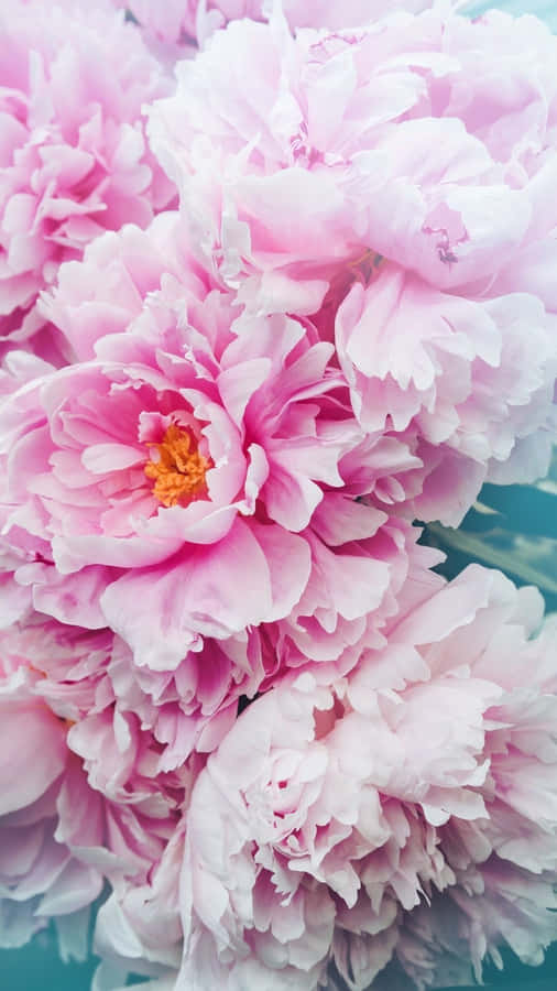 A Beautiful Peony Flower In Bloom On An Iphone Wallpaper
