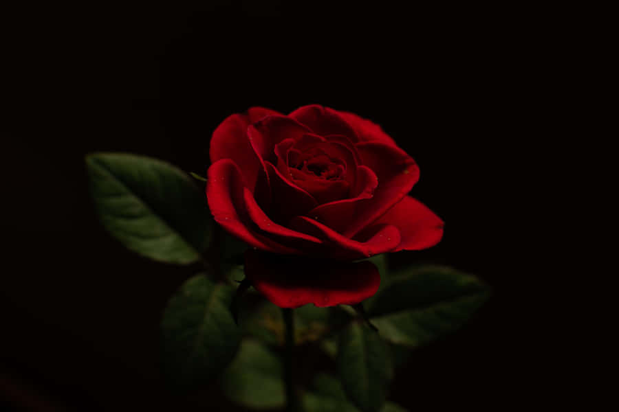 A Beautiful Red Rose Surrounded By Tinged Petals And Buds, Shining In The Early Morning Sunlight. Wallpaper
