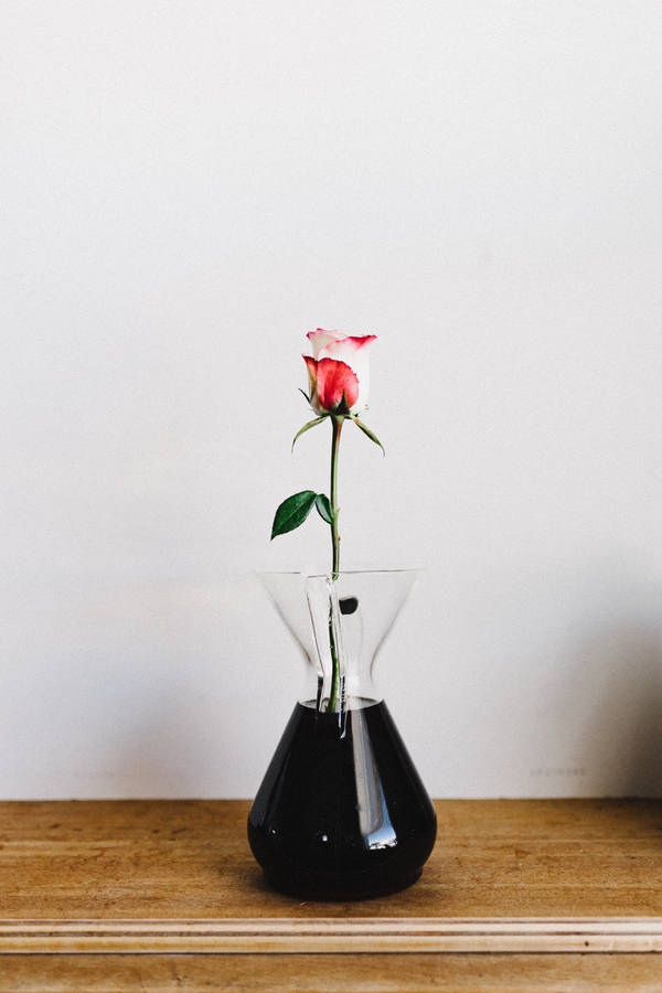 A Beautiful Rose Blossom Sitting In A Classic Vase. Wallpaper