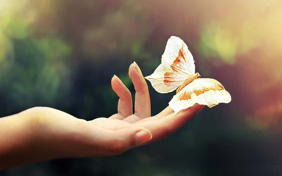 A Beautiful White Butterfly Soars Through The Bright Blue Sky Wallpaper
