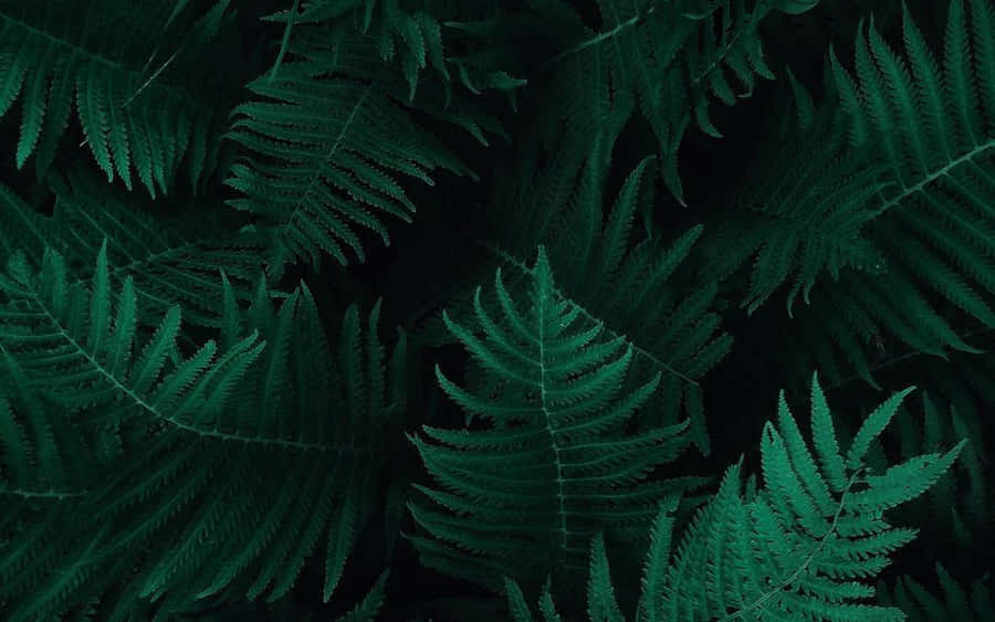 A Beauty Beyond Darkness Wallpaper