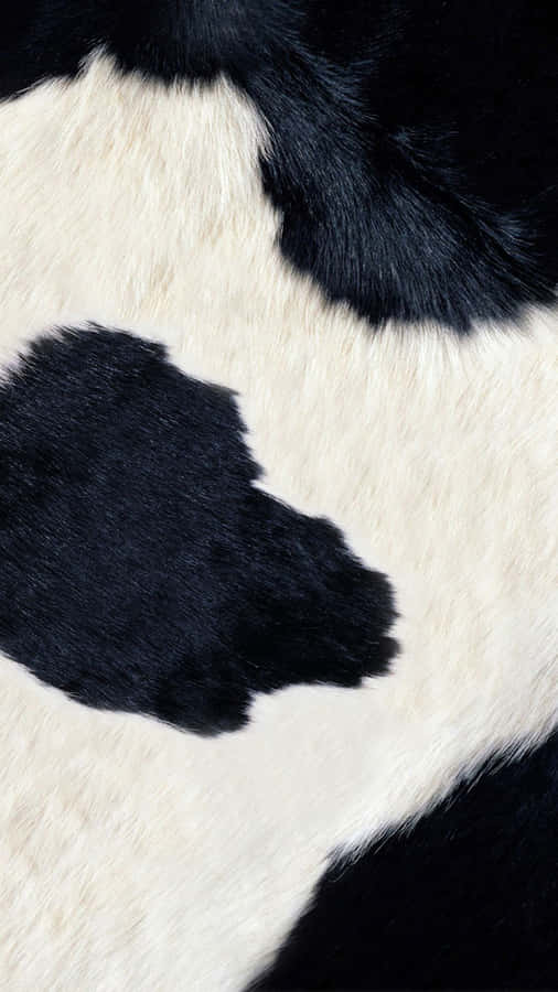 A Black And White Cow With A White Spot On Its Face Wallpaper