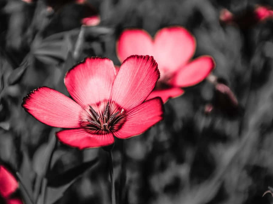 A Black And White Photo Of A Flower Wallpaper