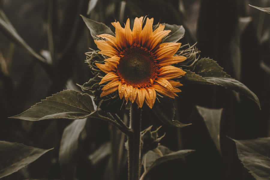 A Black And Yellow Sunflower In A Field Of Green Wallpaper