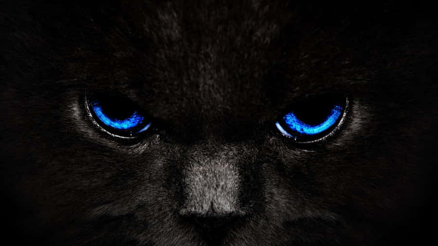 A Black Cat With Blue Eyes In The Dark Wallpaper