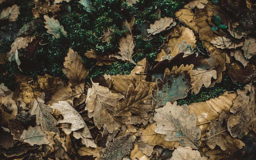 A Blend Of Earthy Tones, This Beautiful Landscape Is A Mix Of Green And Brown Wallpaper