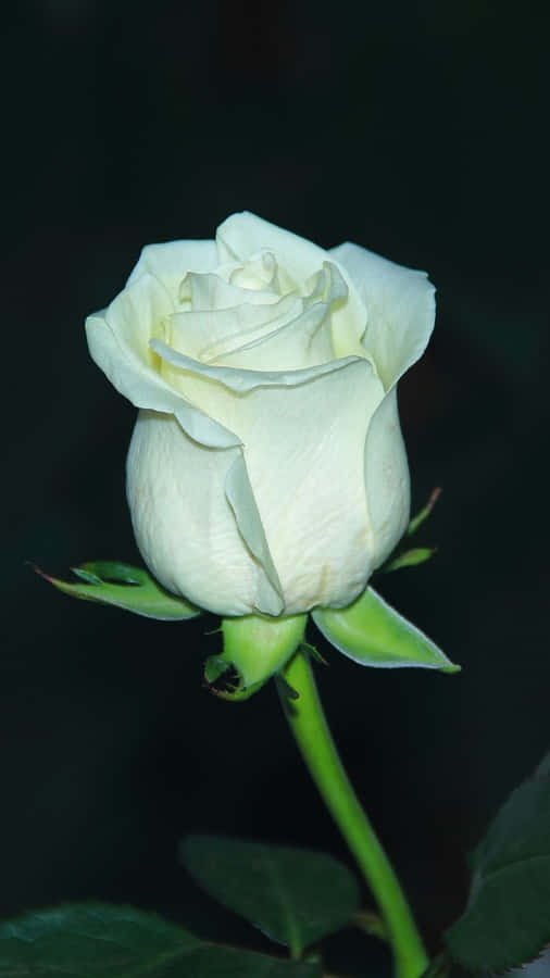 A Bouquet Of White Roses In Full Bloom Wallpaper