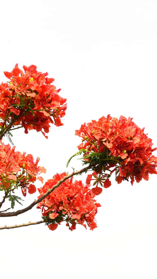 A Bright Red Tree Amidst A Tranquil Mountain Landscape Wallpaper