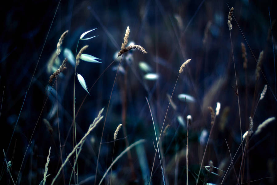 A Close-up Look At Stalks Of Grass Under The Night Sky Wallpaper