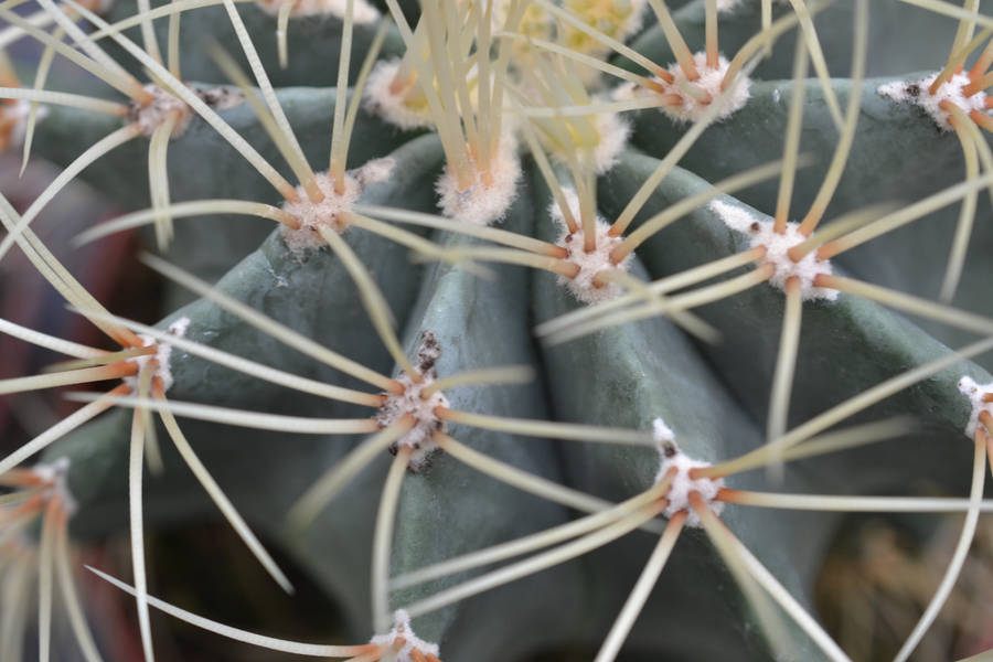 A Close-up Of A Blue Cactus Flower Wallpaper