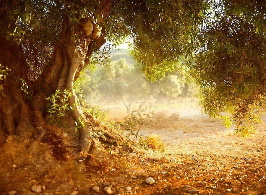 A Close-up Of An Olive Tree In A Sunlit Field Wallpaper