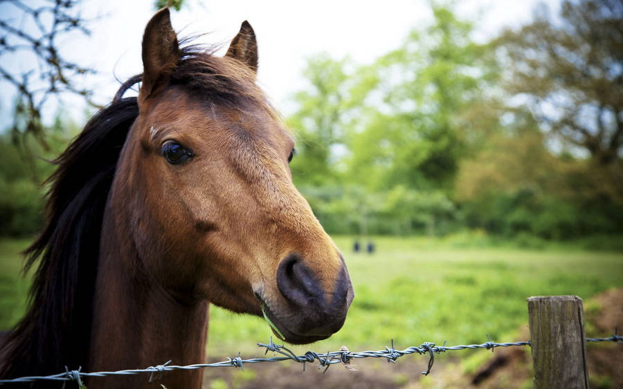 A Close-up View Of A Horse's Head Wallpaper