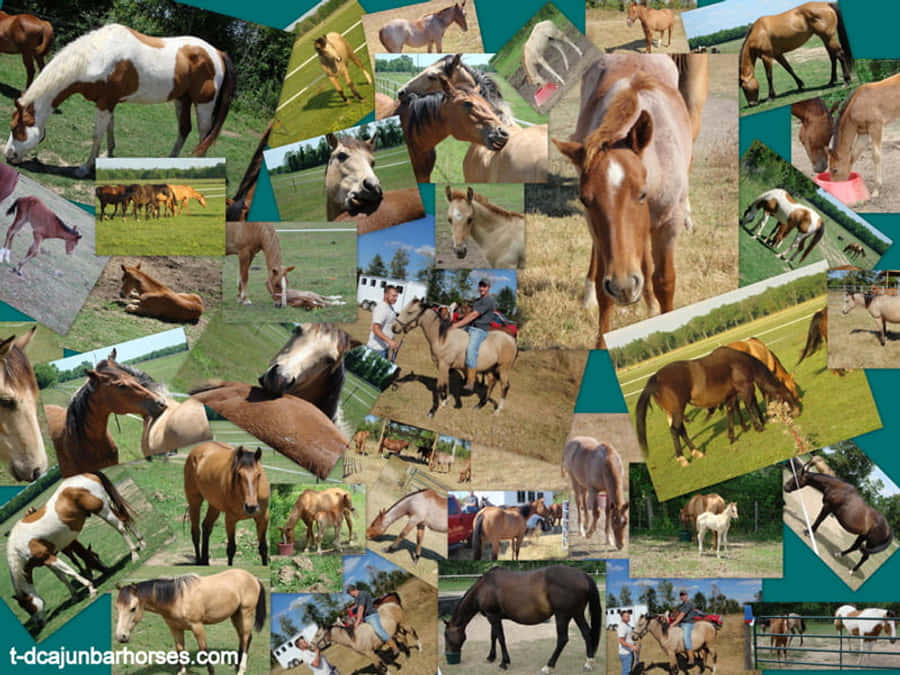 A Collage Of Horses And People Wallpaper