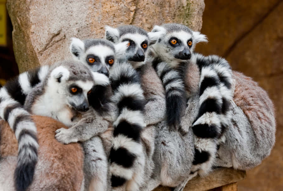 A Curious Lemur On A Vibrant, Green Backdrop. Wallpaper