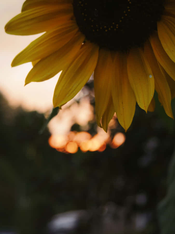 A Dark Sunflower Blooms In The Shadows. Wallpaper