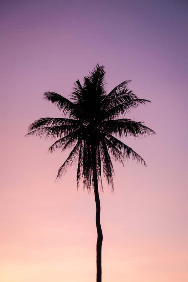 A Dope Tumblr Palm Tree Silhouette Wallpaper