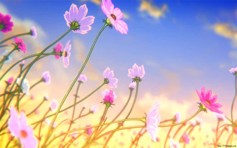 A Field Of Pink Flowers With A Blue Sky Wallpaper