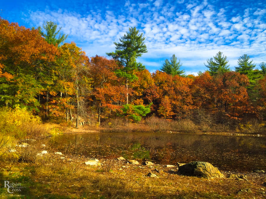 A Field Of Yellow And Orange Leaves In New England During Autumn Wallpaper