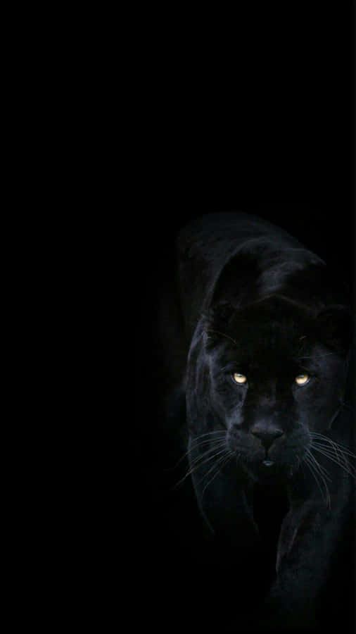 A Fierce Black Jaguar Stalks Her Prey Wallpaper