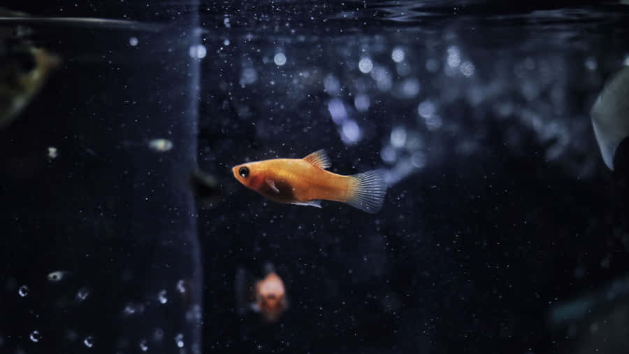 A Fish Swimming In A Dark Aquarium Wallpaper