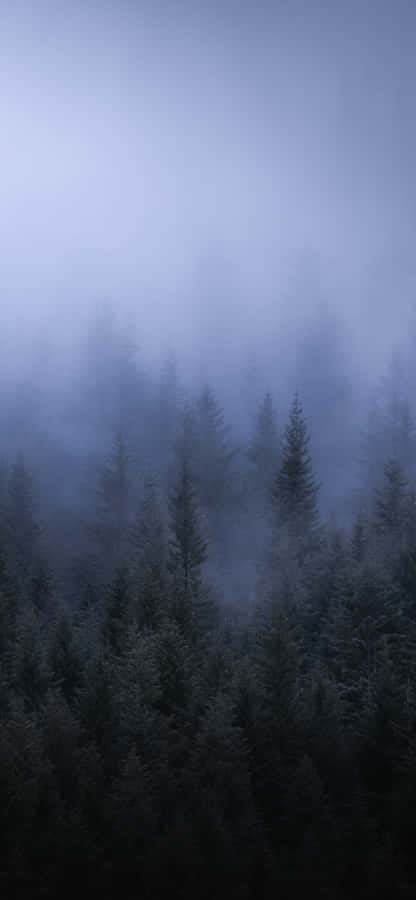 A Foggy Forest With Trees In The Background Wallpaper