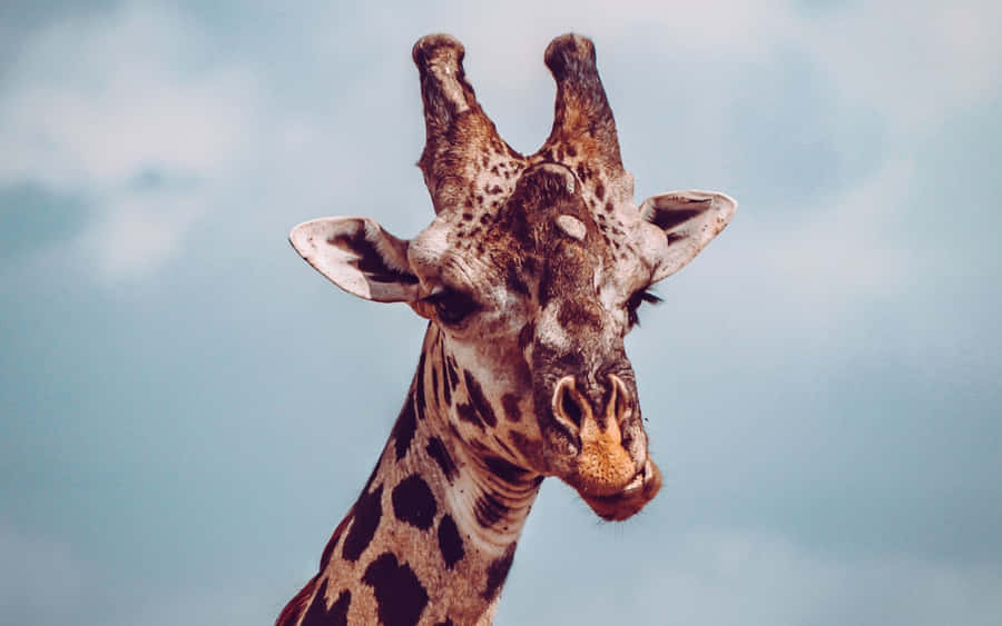 A Funny Giraffe Doing Its Thing Wallpaper