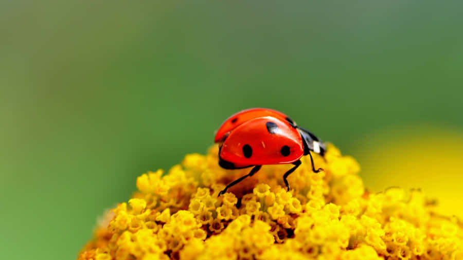 A Green Ladybug Displayed On An Iphone Screen Wallpaper