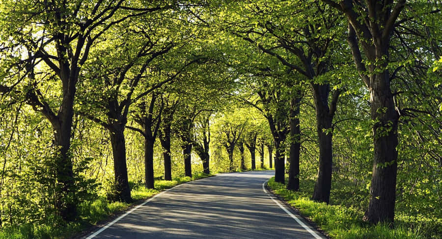 A Hiker In The Among Trees Forest Wallpaper