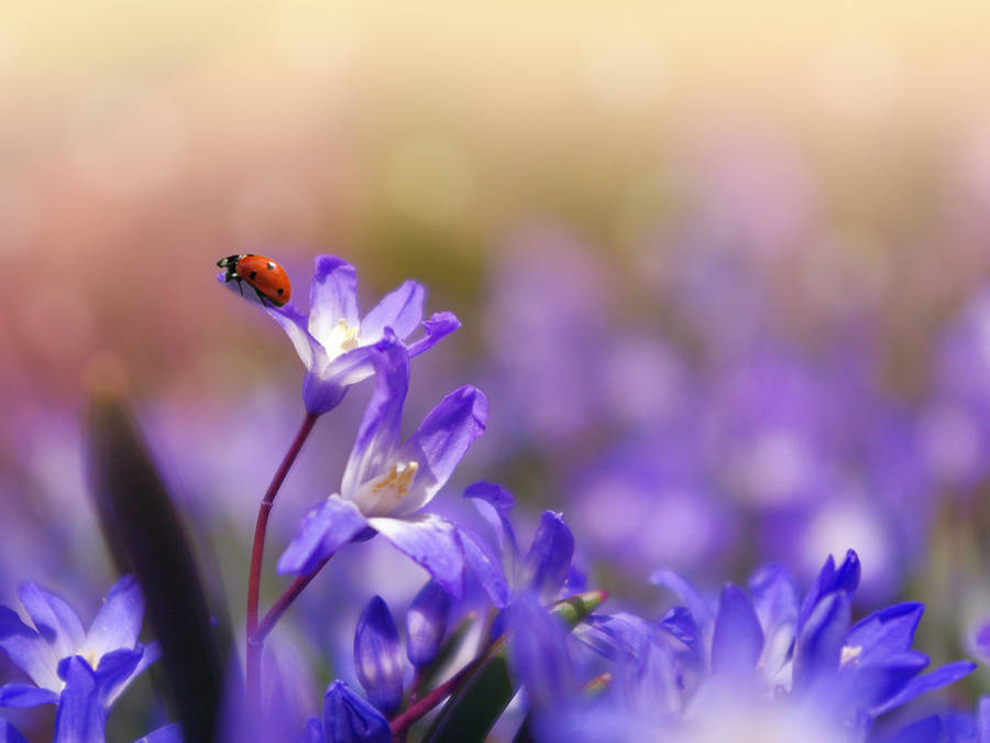 A Ladybug Is Sitting On A Flower Wallpaper