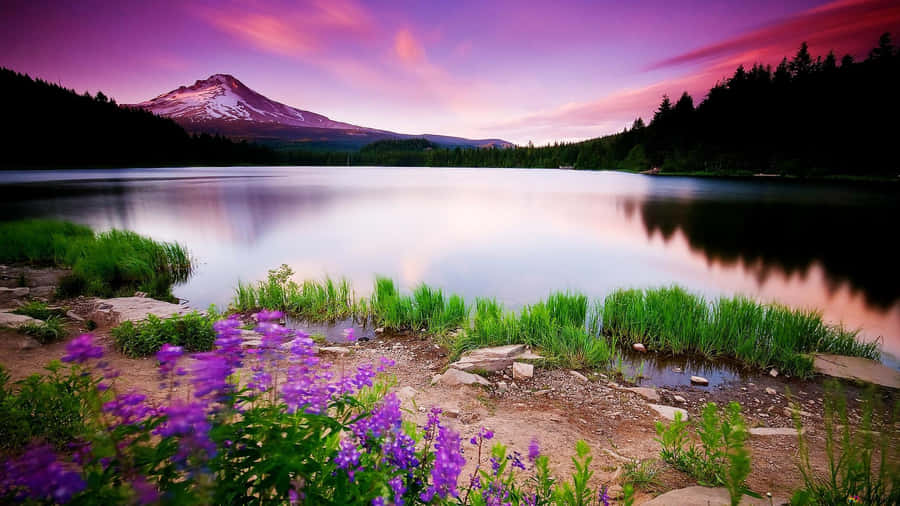 A Lake With Purple Flowers And A Mountain In The Background Wallpaper