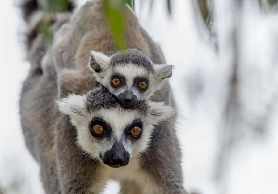 A Lively Lemur Clinging On A Branch Wallpaper