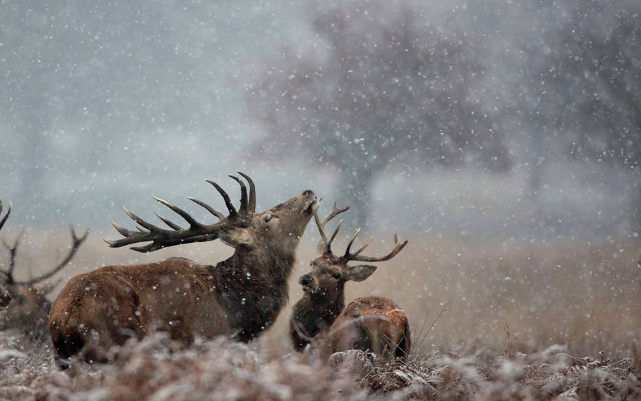 A Loving Couple Of Deer Enjoying The Winter Snowfall. Wallpaper