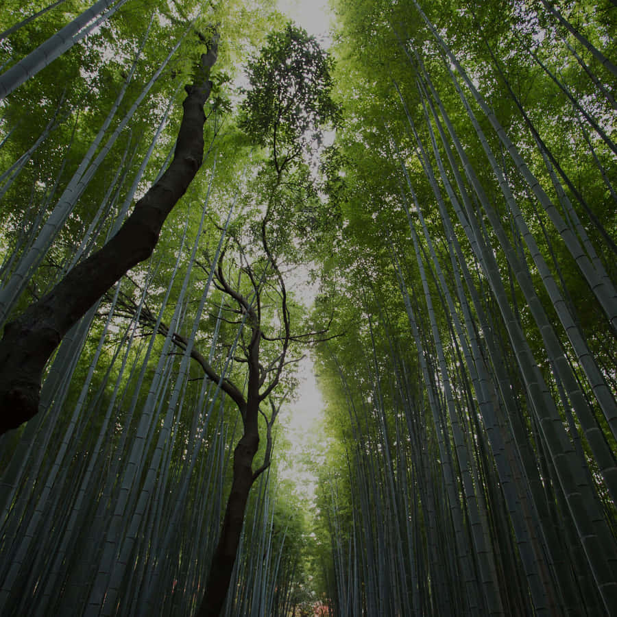 A Lush Green Forestry With Clouds Looming In The Distance Wallpaper