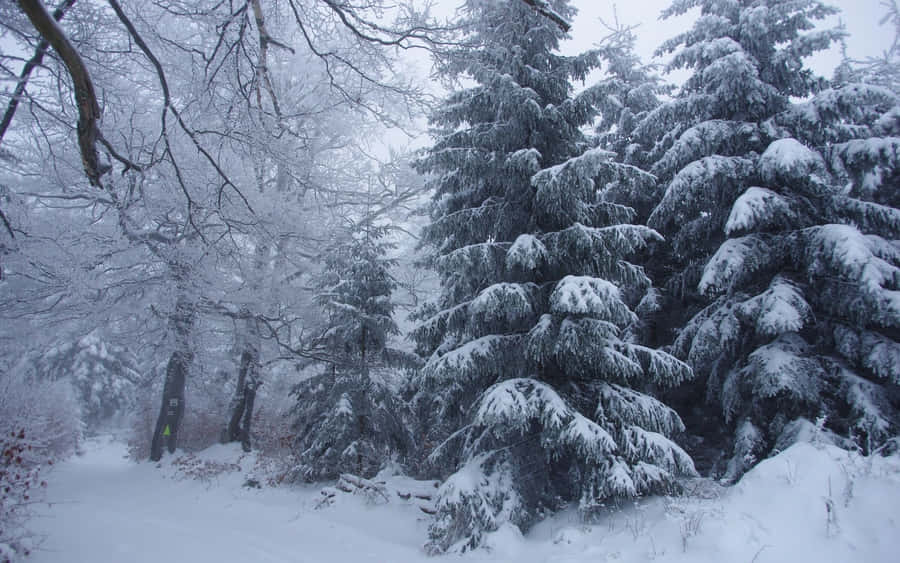 A Magical Snowy Winter In The Forest Wallpaper
