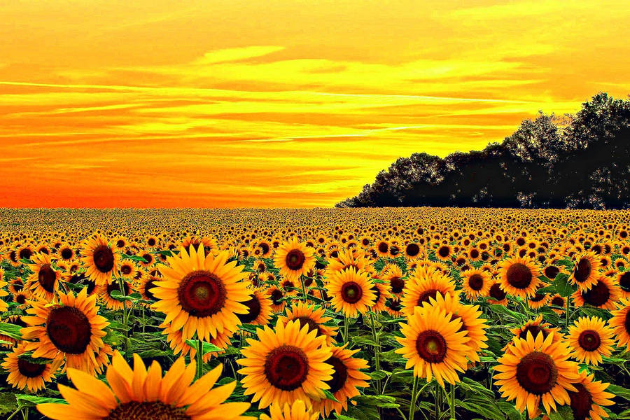 A Magnificent Yellow Sunflower Wallpaper
