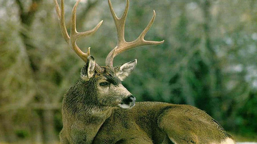 A Majestic Whitetail Deer Standing In The Forest Wallpaper