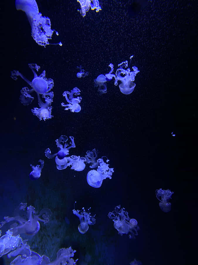 A Peaceful Getaway In Your Pocket - Enjoy An Aquarium Right On Your Iphone! Wallpaper