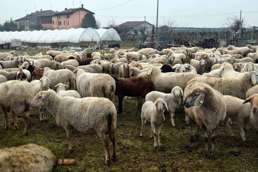 A Peaceful Grazing Herd Of Sheep On A Sunny Farm Day Wallpaper