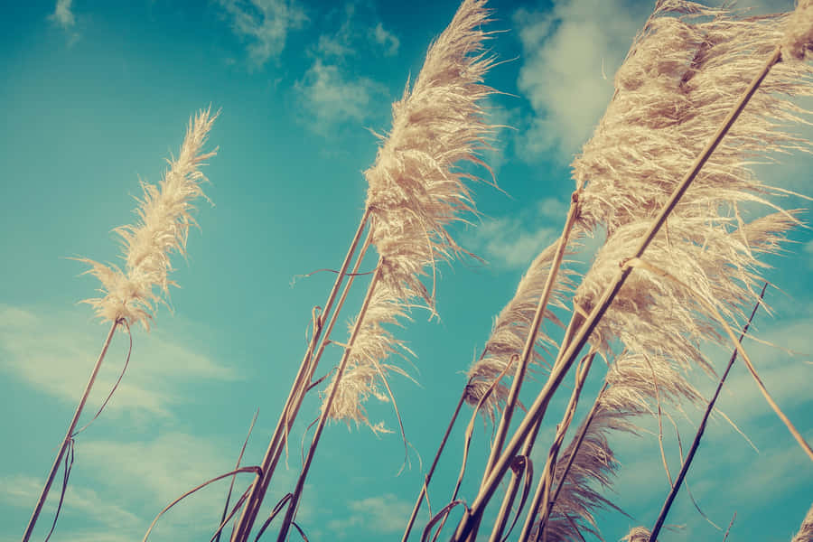 A Photo Of Tall Grasses Against A Blue Sky Wallpaper