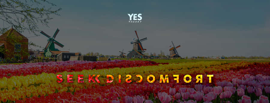 A Photo Of Tulips And Windmills With The Words, Comfort Is Comfort Wallpaper
