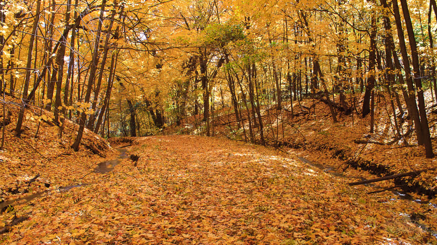 A Picturesque Early Fall Morning - The Perfect Time To Be Outdoors. Wallpaper