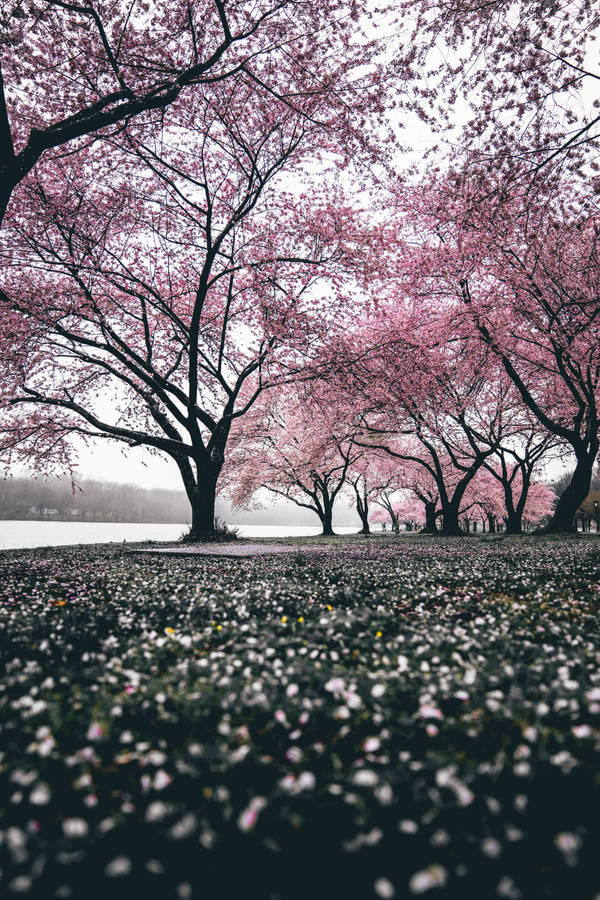“a Picturesque Scene Of A Sakura Field” Wallpaper