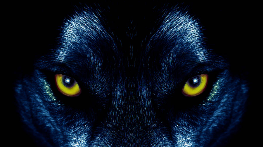 A Piercing Gaze Of A Yellow Wolf Wallpaper