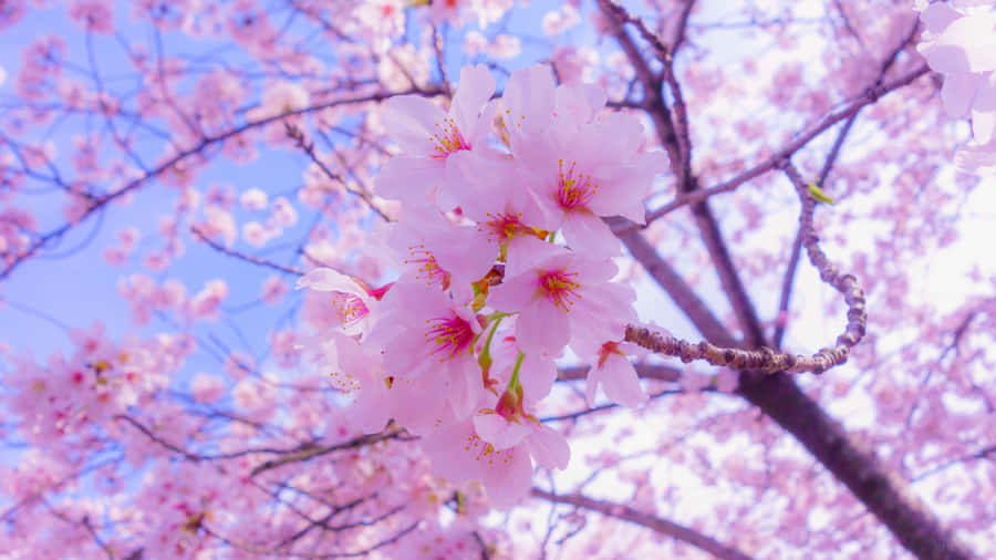 A Pink Cherry Blossom Tree With Blue Sky Wallpaper