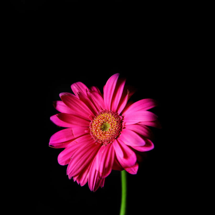 A Pink Flower Is Shown Against A Black Background Wallpaper