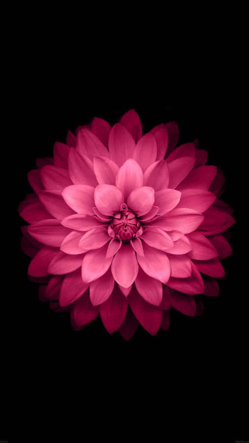 A Pink Flower On A Black Background Wallpaper